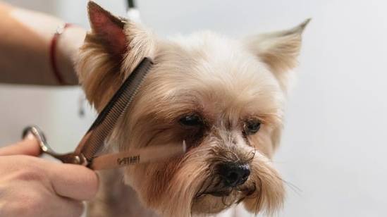 Grooming Scottsdale