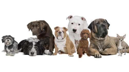 Grooming Scottsdale