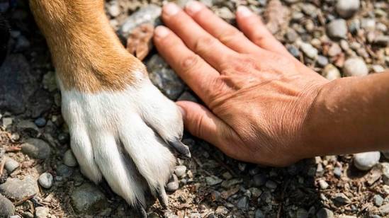 Dog Grooming Scottsdale